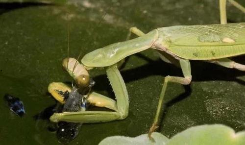 螳螂吃瓜图片,自然界的餐桌奇观