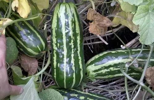 甘肃哪里可以吃瓜,探寻甘肃各地美味瓜果之旅