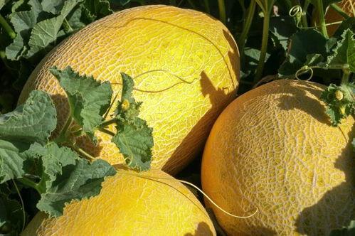 甘肃哪里可以吃瓜,探寻甘肃各地美味瓜果之旅