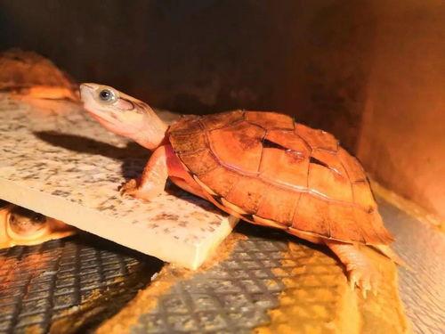 龟龟吃瓜不观察,龟龟吃瓜不观察的智慧启示