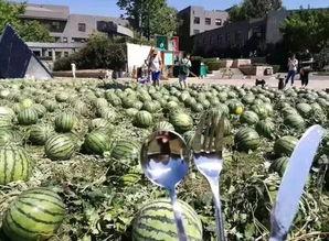 吃瓜视频群众宣传,揭秘网络短视频背后的宣传力量