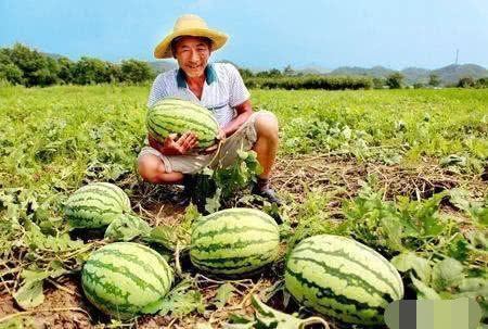 房地产路边吃瓜,路边吃瓜，揭秘房地产市场的秘密