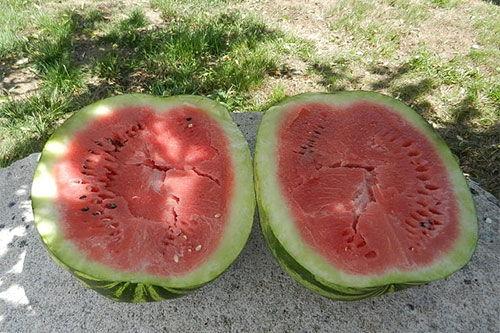 梦到煮瓜吃,瓜熟蒂落，美味煮瓜之旅