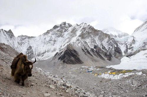 吃瓜群众-狗仔牛,揭秘娱乐圈的“吃瓜群众”传奇