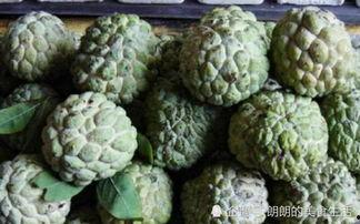 带你吃瓜奇葩产品,盘点那些让人惊掉下巴的“带你吃瓜”奇葩产品