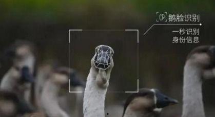 吃瓜鹅厂,一场娱乐产业的跨界盛宴