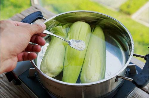 藤瓜煮吃作用,养生保健的天然良方