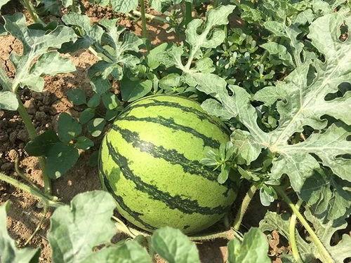 邹平明集吃瓜,揭秘吃瓜背后的文化现象