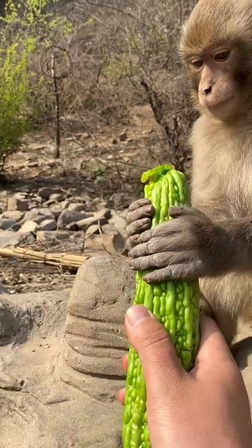 猴吃瓜表演,趣味横生的动物表演盛宴