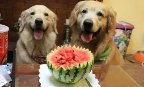 吃瓜养狗,揭秘宠物与美食的和谐共处之道