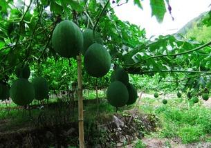 吊瓜怎么吃效果最好,最佳食用方法解锁健康益处