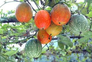 吊瓜怎么吃效果最好,最佳食用方法解锁健康益处