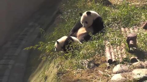 吃瓜熊崽,揭秘娱乐圈的幕后故事