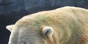 吃瓜熊崽,揭秘娱乐圈的幕后故事