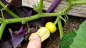 南瓜花带小瓜怎么吃,南瓜花带小瓜的多样美味烹饪法