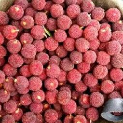 呆瓜吃货,一场味蕾与心灵的碰撞