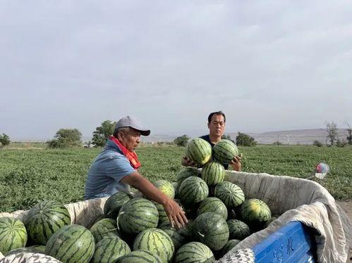 吃瓜思源,揭秘娱乐圈背后的故事与真相