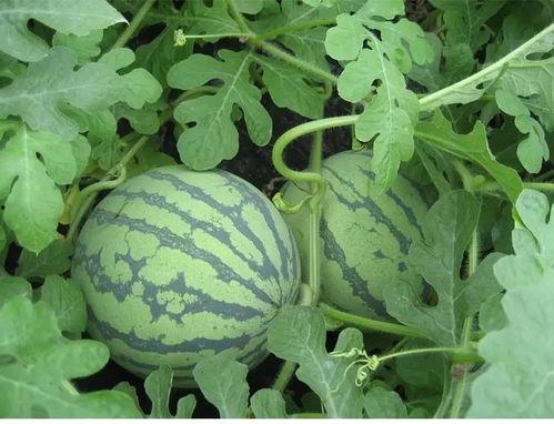 吃瓜思源,揭秘娱乐圈背后的故事与真相