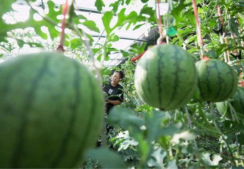 怎么吃瓜会吃到无籽瓜,吃瓜新体验