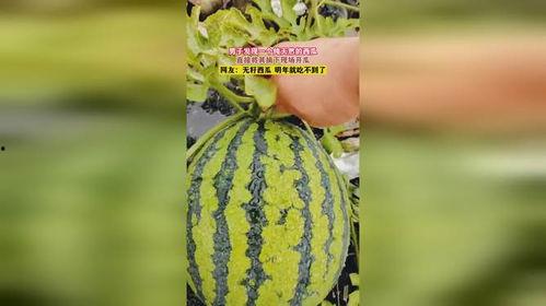 怎么吃瓜会吃到无籽瓜,吃瓜新体验