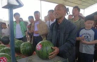 龙岛吃瓜群众,揭秘网络热点的幕后故事