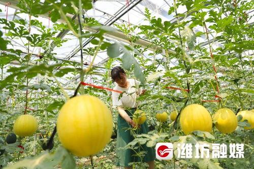 欢乐的吃瓜者,欢乐吃瓜者的趣味生活点滴