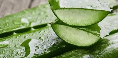 女人吃佛手瓜丰胸,天然丰胸秘籍大公开