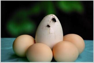 强盗吃瓜,一场荒诞的强盗与瓜农的较量