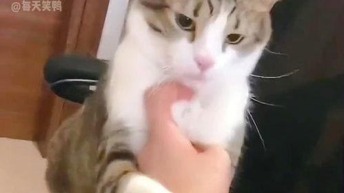 盘点猫咪吃瓜名场面,萌宠版“瓜田李下”