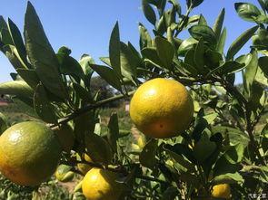 橘子橘子吃瓜,探寻水果界的跨界美味