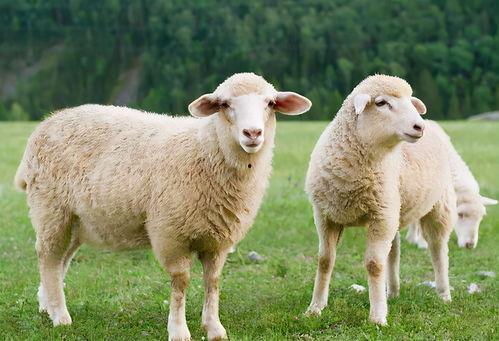 吃瓜灰灰羊,揭秘网络红人的崛起之路