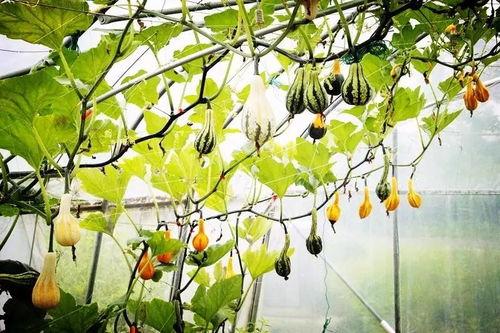 藤萝青衫和吃瓜亭,吃瓜亭中话古今