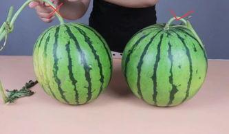 南充甜夜吃瓜,一场别开生面的吃瓜盛宴