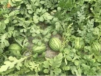 湖师吃瓜,揭秘那些“吃瓜”背后的故事