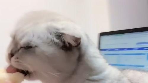 吃瓜猫白龙王,吃瓜猫白龙王的奇幻冒险之旅