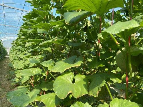 2022吃瓜个数,瓜界风云录