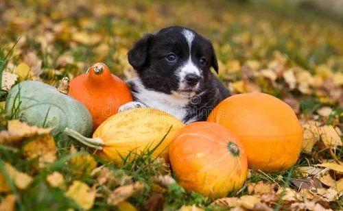 疼痛可以吃毛瓜吗,毛瓜——天然止痛美食的选择
