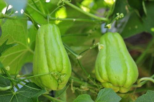 低烧吃佛手瓜,天然食疗新选择