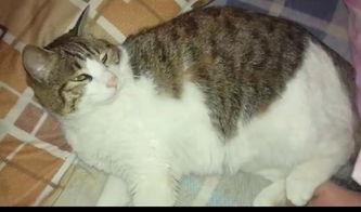 大猫咪吃瓜,揭秘娱乐圈幕后故事