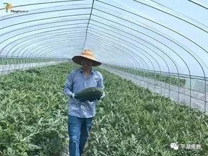 平湖人吃瓜,揭秘当地独特的“吃瓜”文化