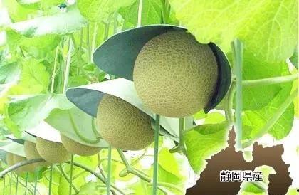 土豪视角吃瓜,揭秘顶级富豪的奢华吃瓜日常