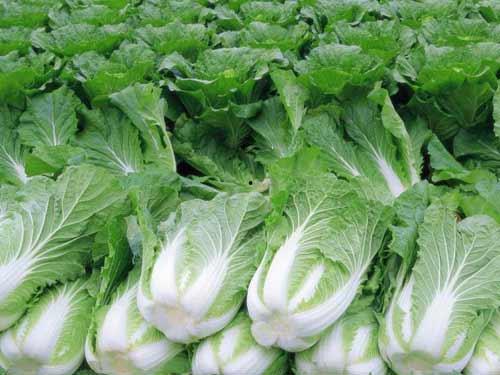 小瓜白菜怎么吃