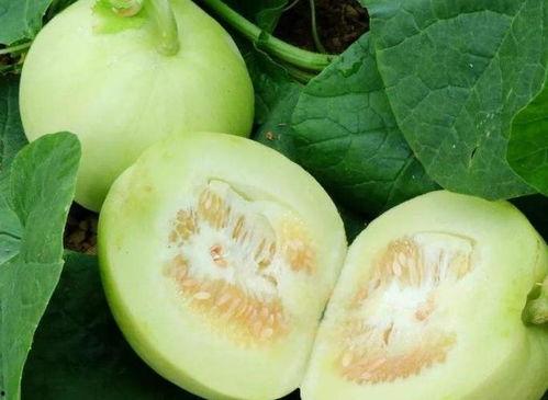 蕃瓜减肥可以吃吗,健康美味两不误的减肥选择