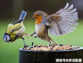 重庆奇葩鸟吃瓜视频,一场意想不到的“瓜界”奇观