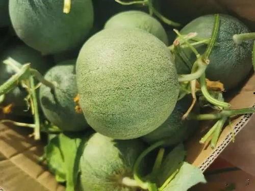 红桃影视吃瓜在线,吃瓜在线，揭秘娱乐圈幕后风云