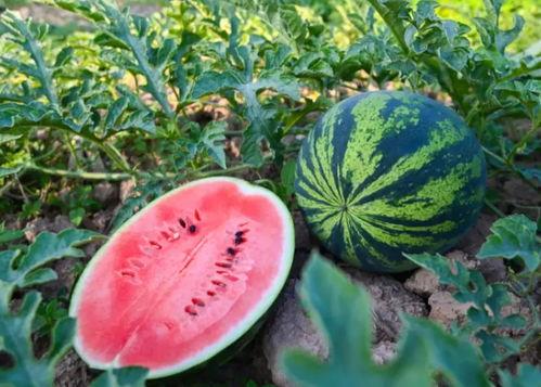 莱芜吃瓜号,揭秘当地美食背后的故事与风情