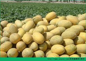 吃鸡蛋可以吃哈密瓜吗,健康搭配的饮食新主张