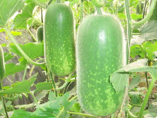 吃瓜爆料广西视频大全,揭秘当地热点事件