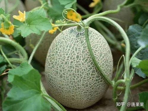 吃拉瓜种子的好处,营养丰富的健康零食，益处多多的养生之选