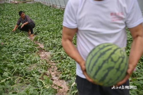 用管吸着吃的瓜是什么瓜,夏日消暑新宠，一口吸尽甜蜜滋味